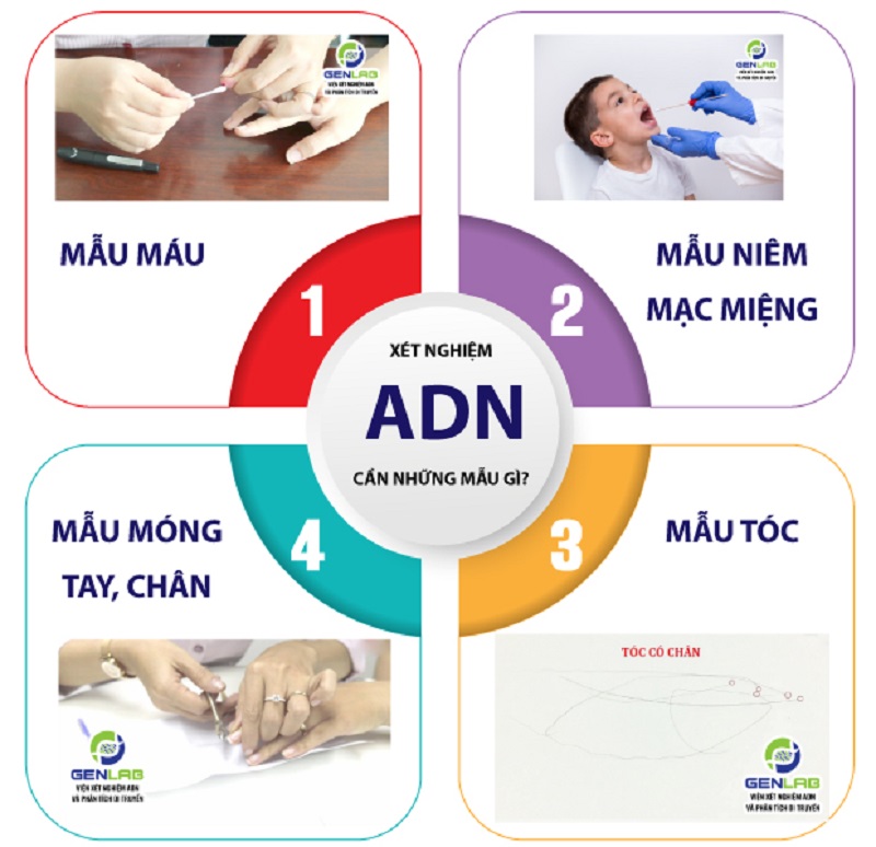 mẫu xét nghiệm adn